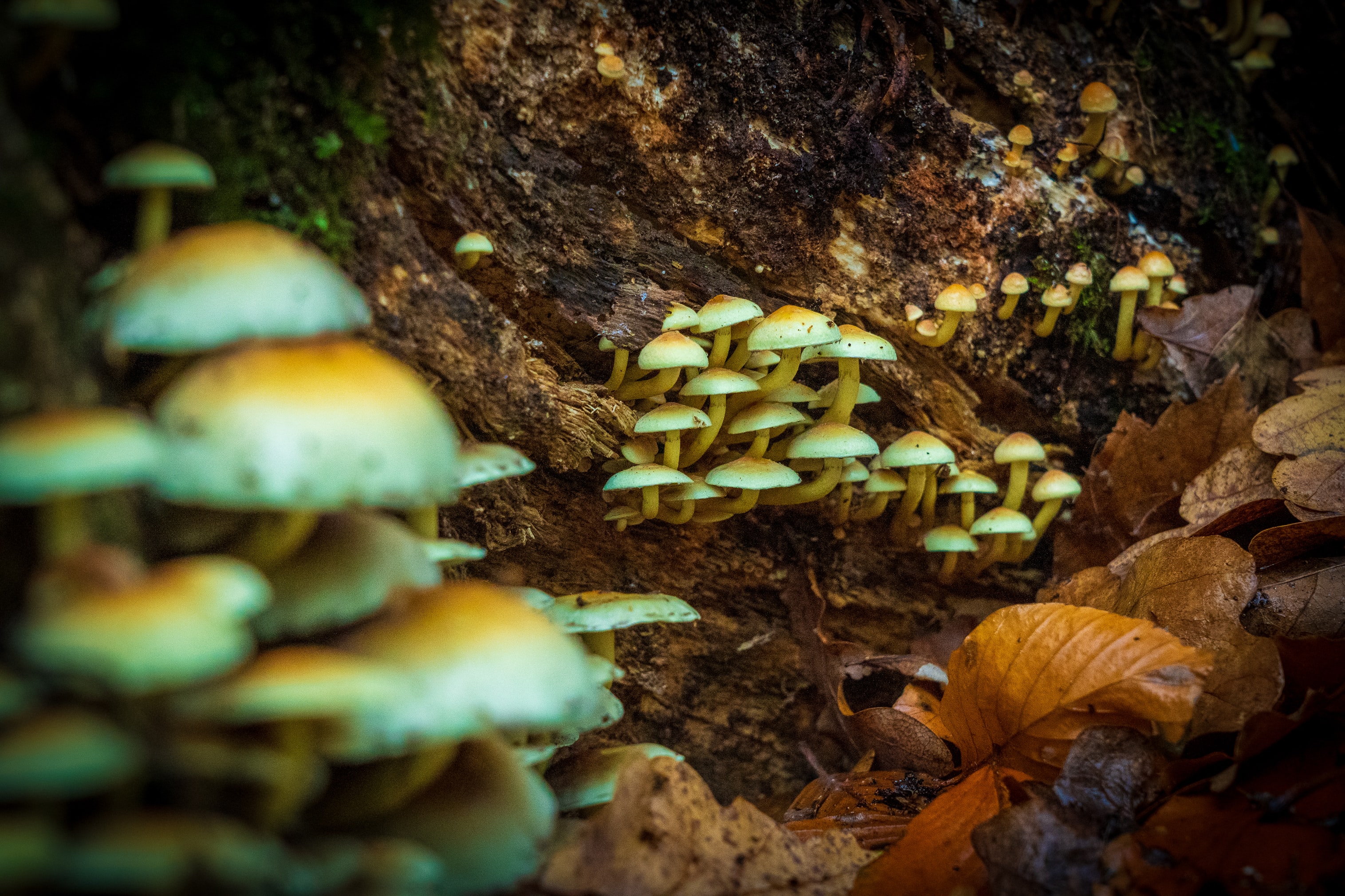 Magic Mushrooms Growing in Forest
