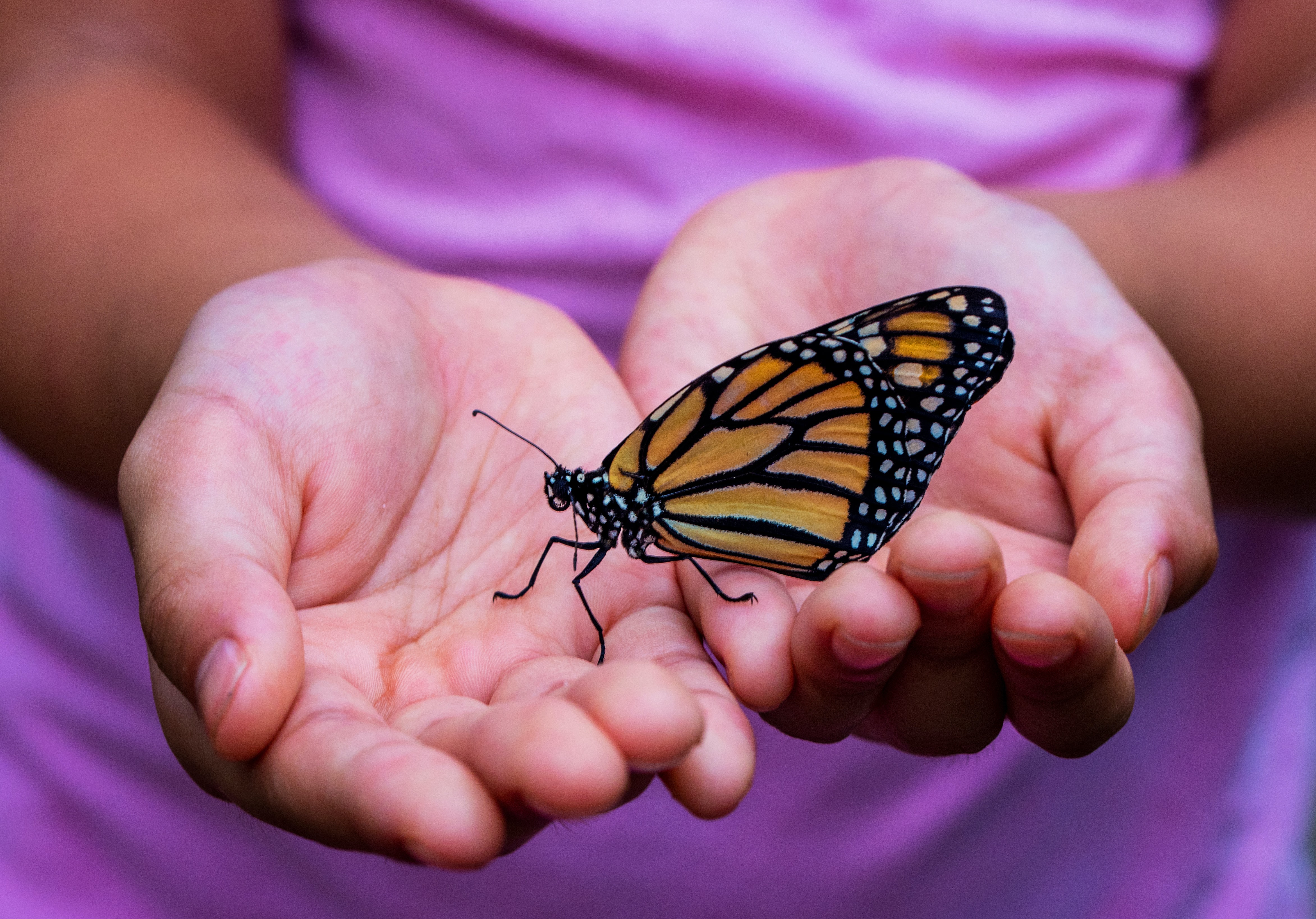 Image of butterfly held between two hands